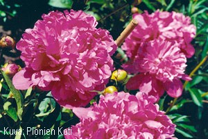 Paeonia lactiflora 'Edulis Superba'